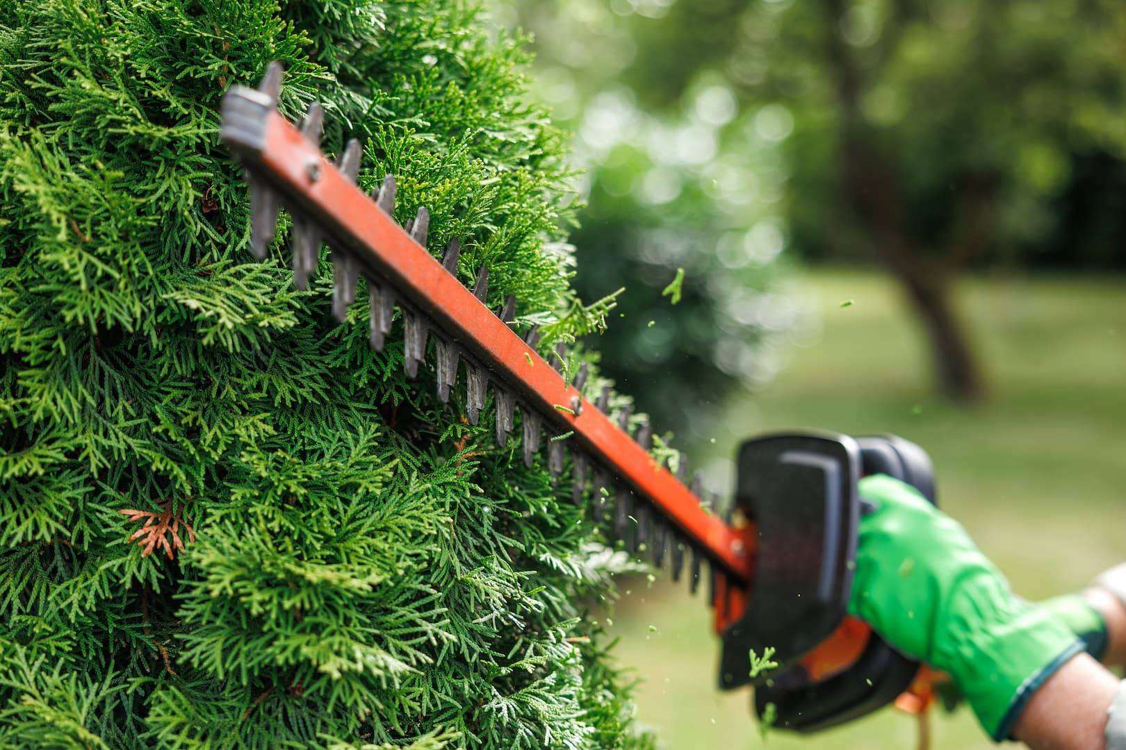 Hedge trimmer
